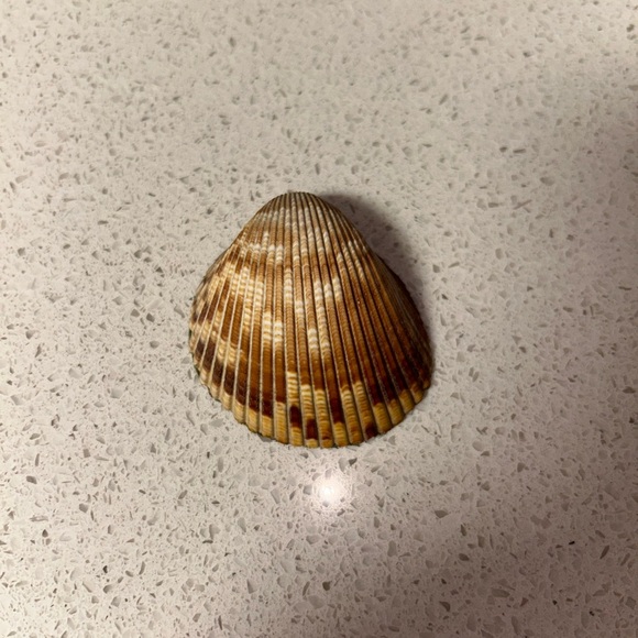 Small Cockle Shells with Pattern - Picture 4 of 6